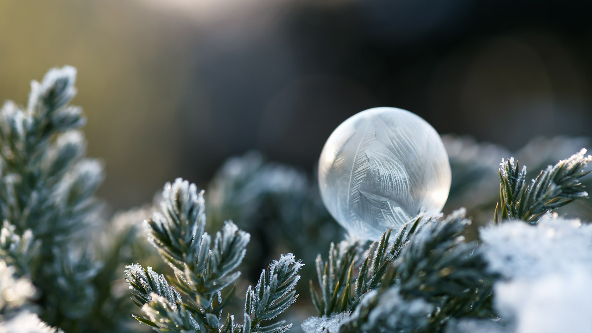 Frozen Soap Bubble