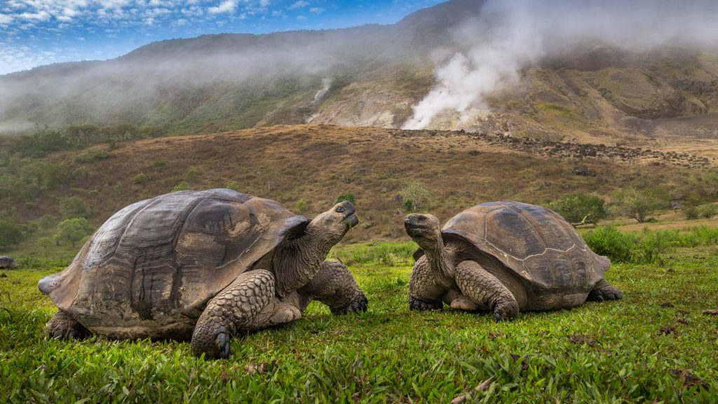 Giant Tortoise