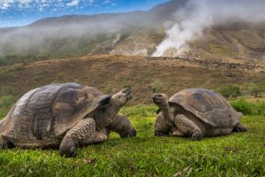 Giant Tortoise