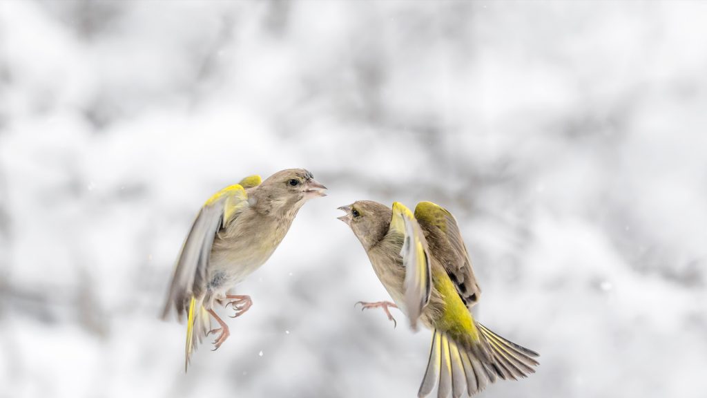 Greenfinches Battle