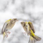 Greenfinches Battle