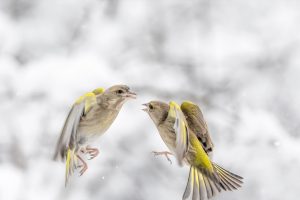 Greenfinches Battle