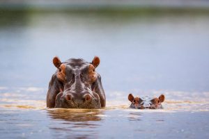 Hippopotamus Day
