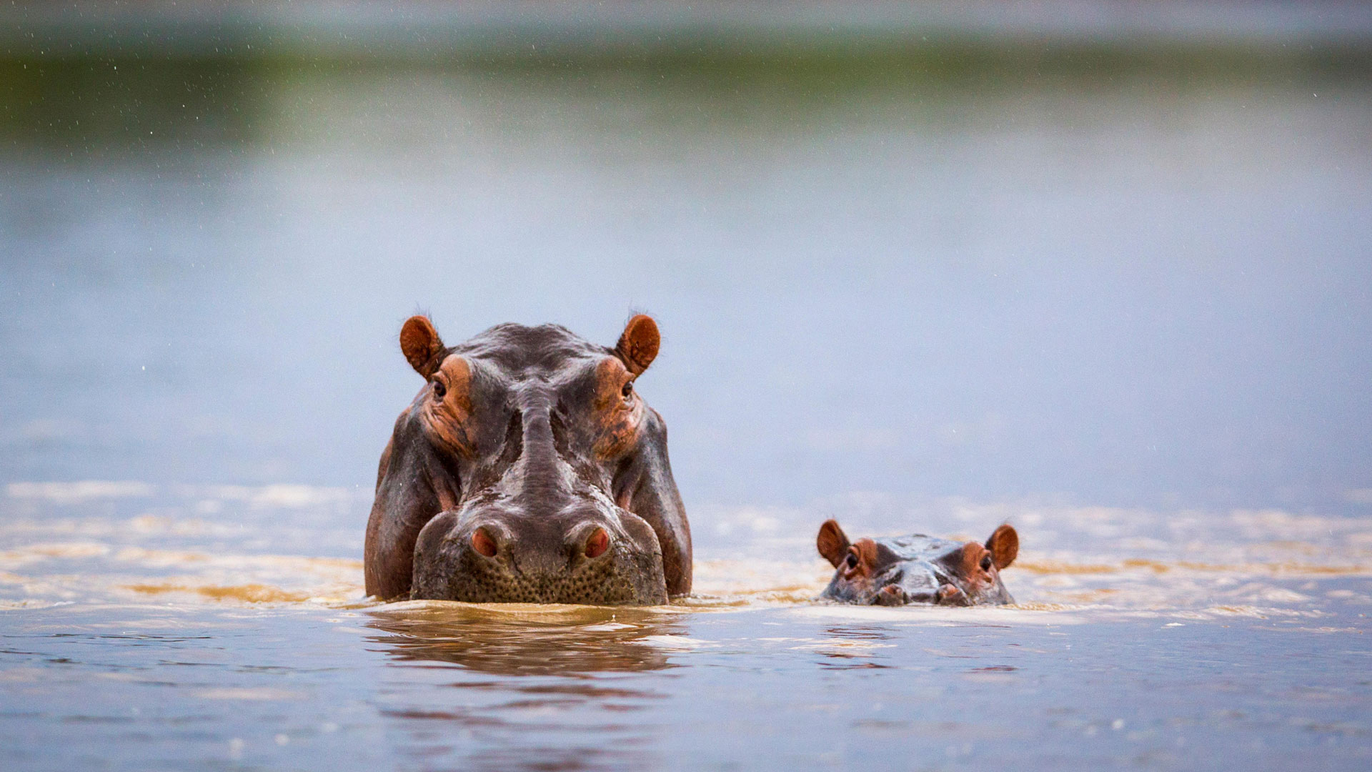 Hippopotamus Day