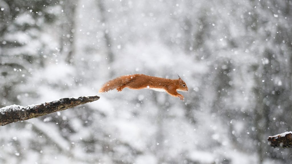 Leaping Squirrel