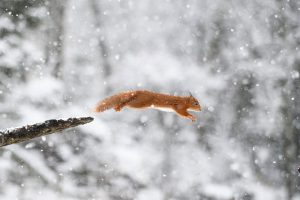 Leaping Squirrel