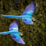 Macaw Parrot