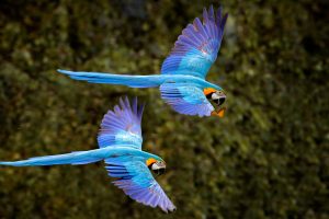 Macaw Parrot