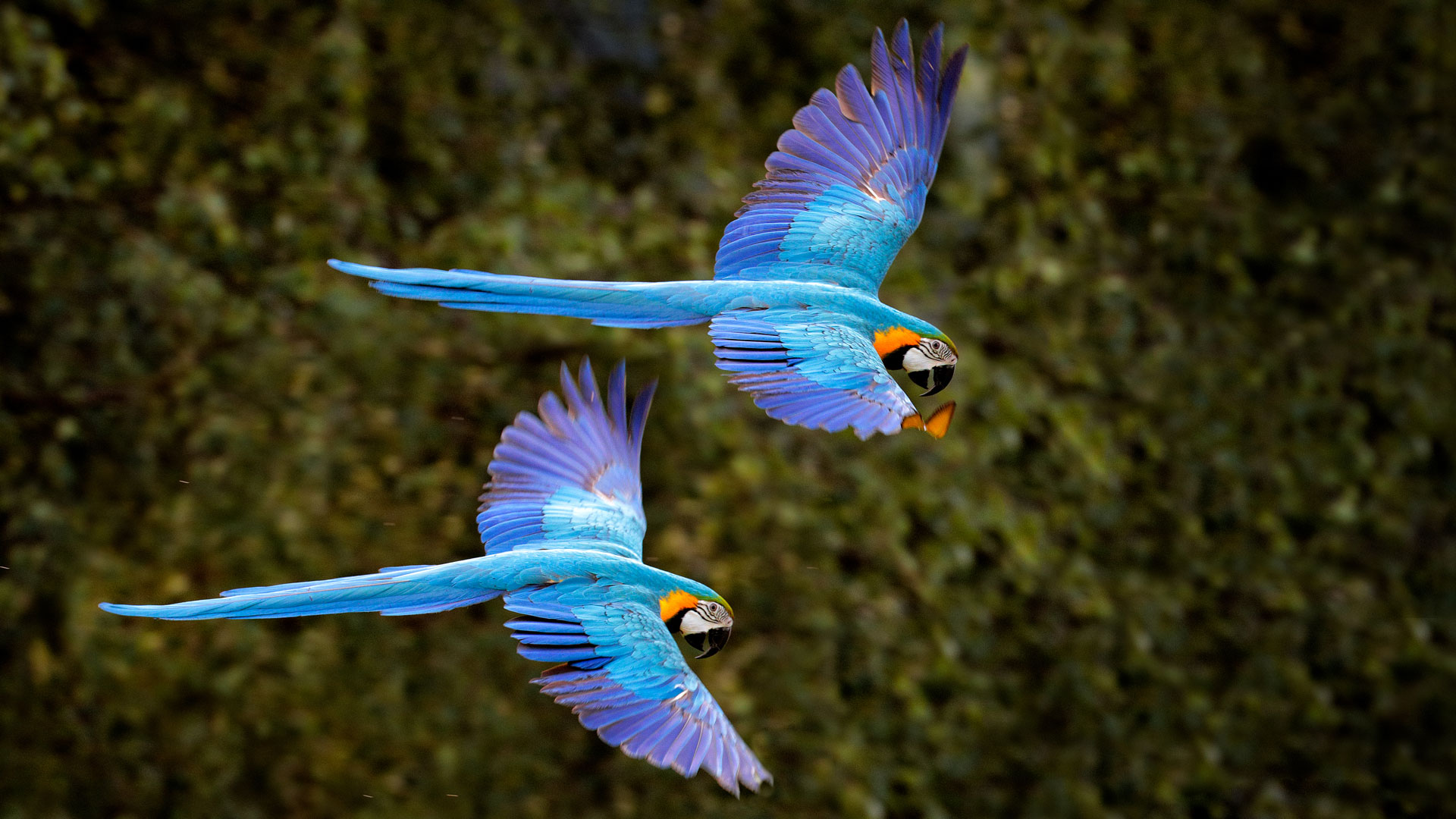 Macaw Parrot