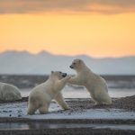 Polar Bear Cubs