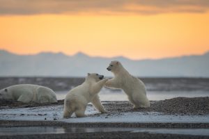 Polar Bear Cubs