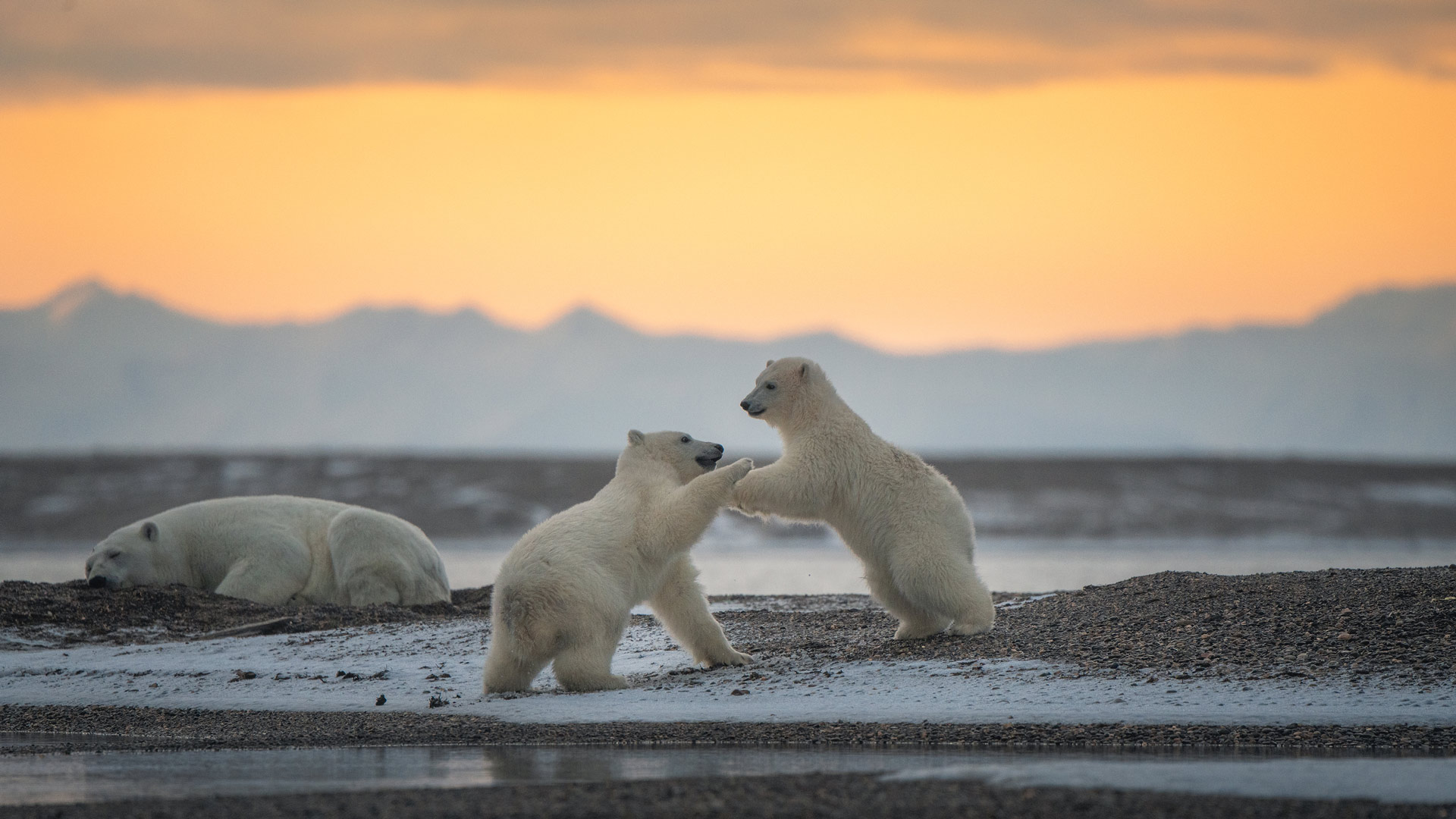 Polar Bear Cubs