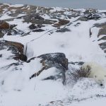 Polar Bear Resting