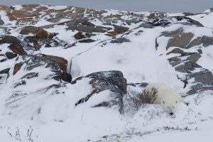 Polar Bear Resting