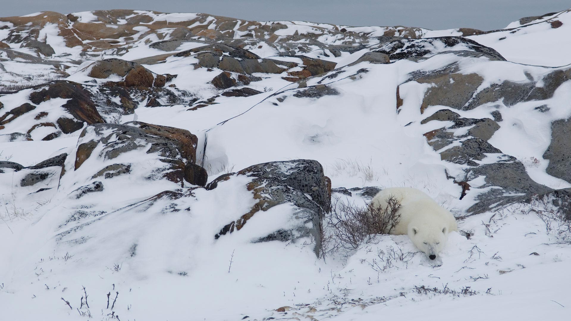 Polar Bear Resting