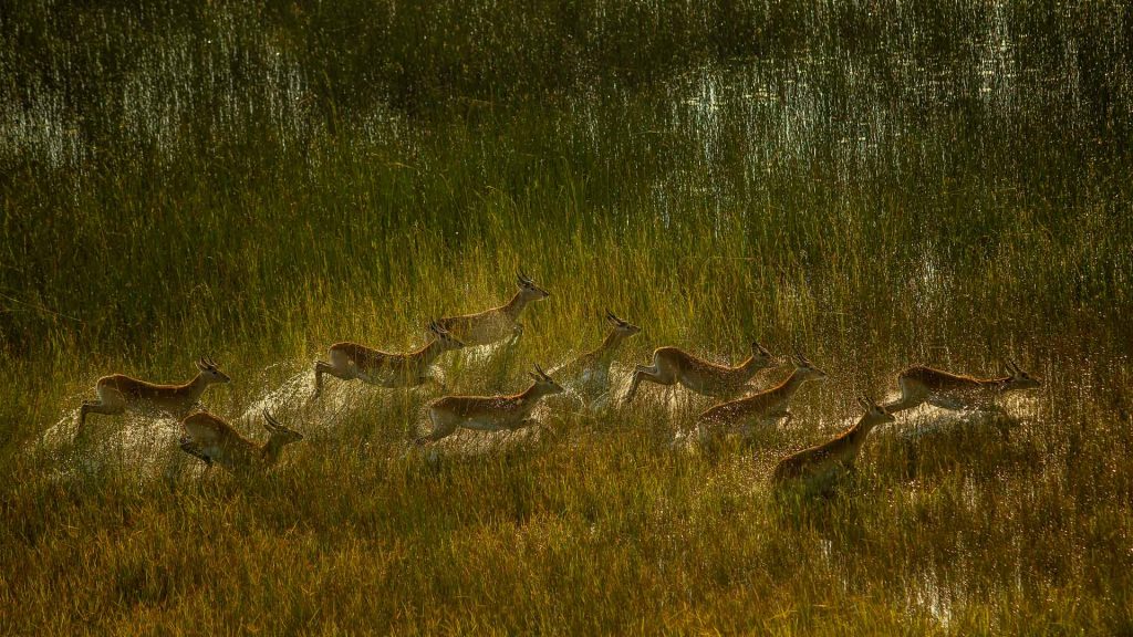 Antelope Botswana