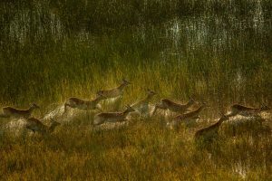 Antelope Botswana