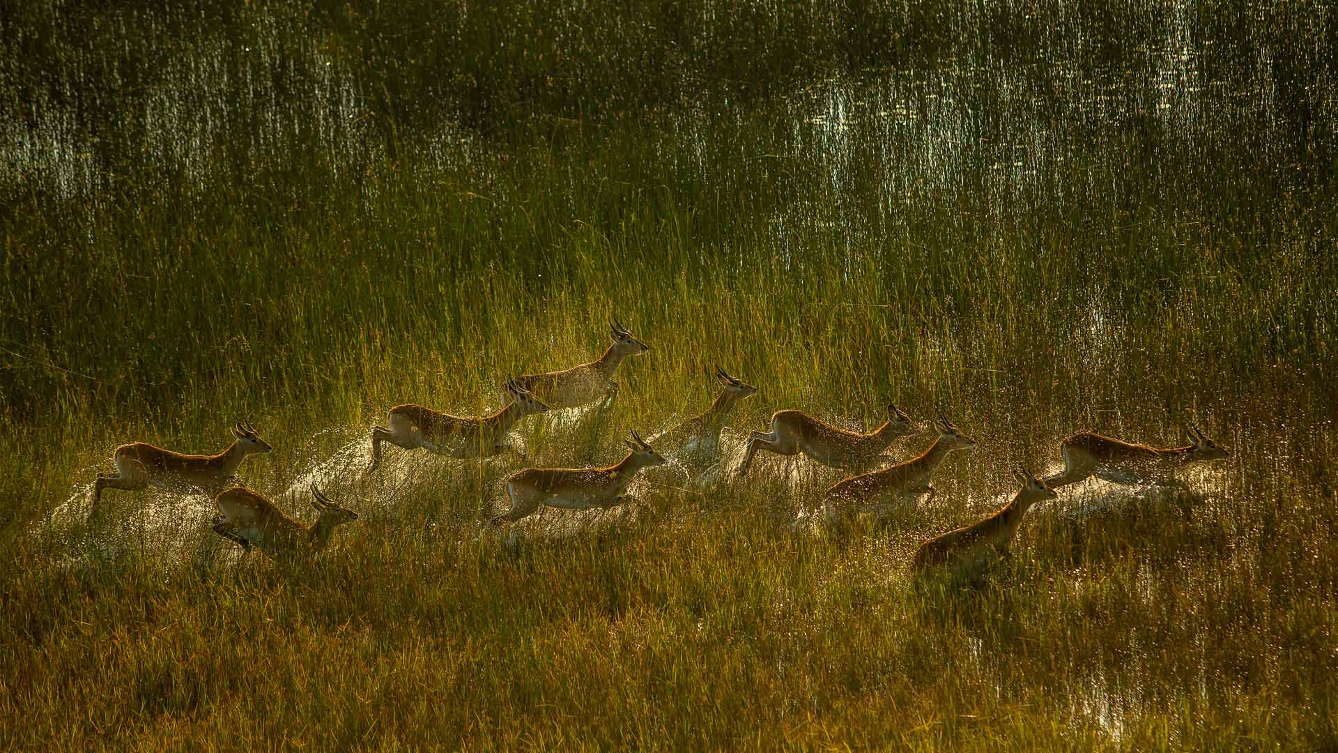 Antelope Botswana