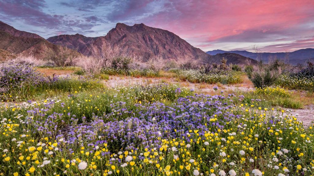 Anza Borrego Bloom