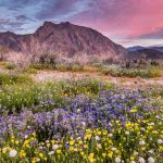 Anza Borrego Bloom