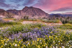 Anza Borrego Bloom