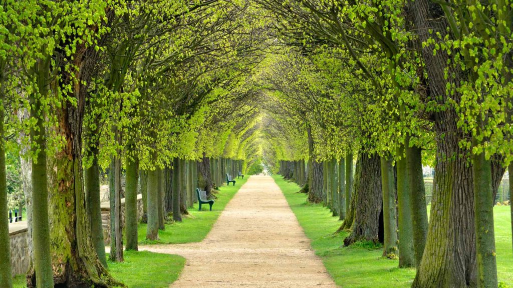 Avenue Lime Trees