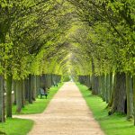 Avenue Lime Trees