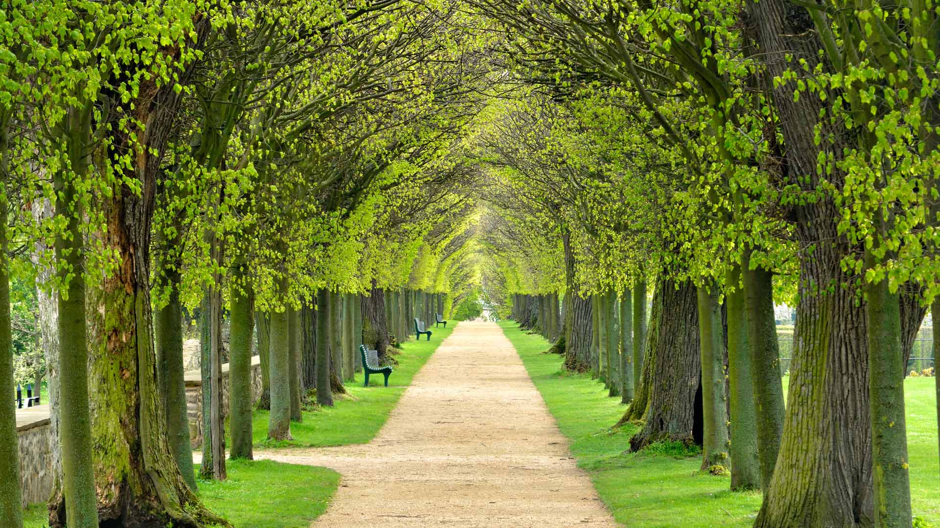 Avenue Lime Trees