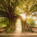 Ayutthaya Tree