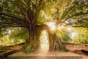 Ayutthaya Tree