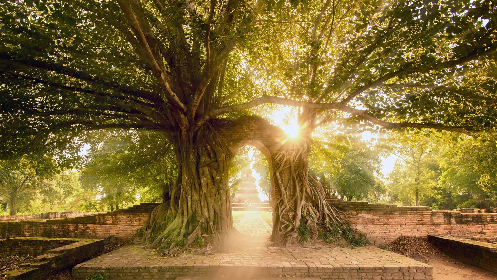 Ayutthaya Tree