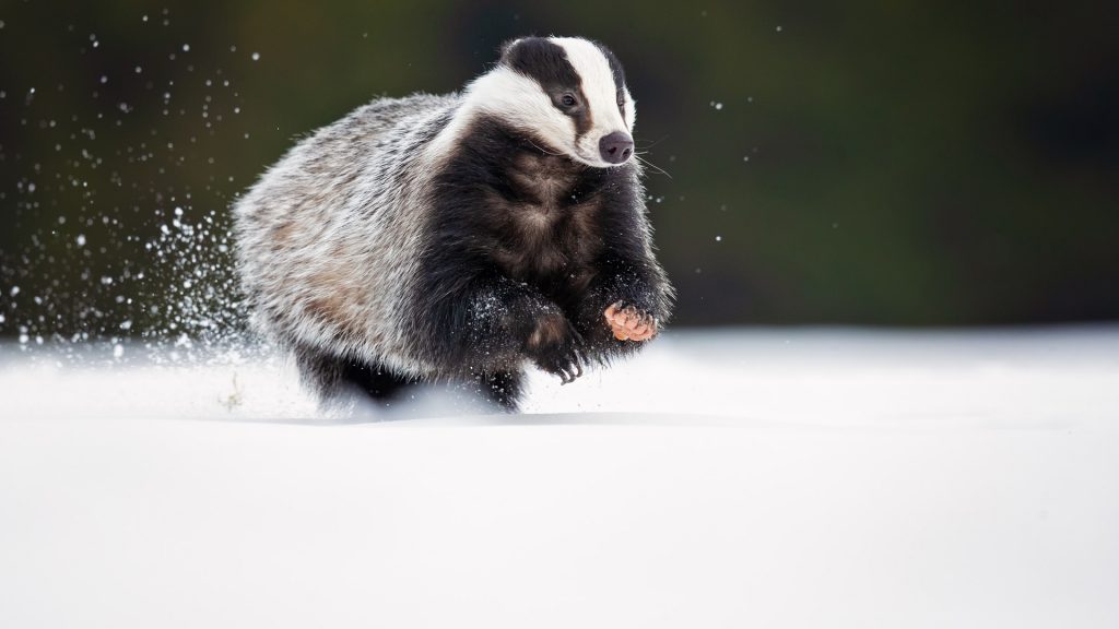 Badger