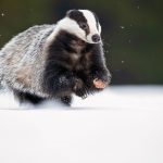 Badger