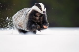 Badger