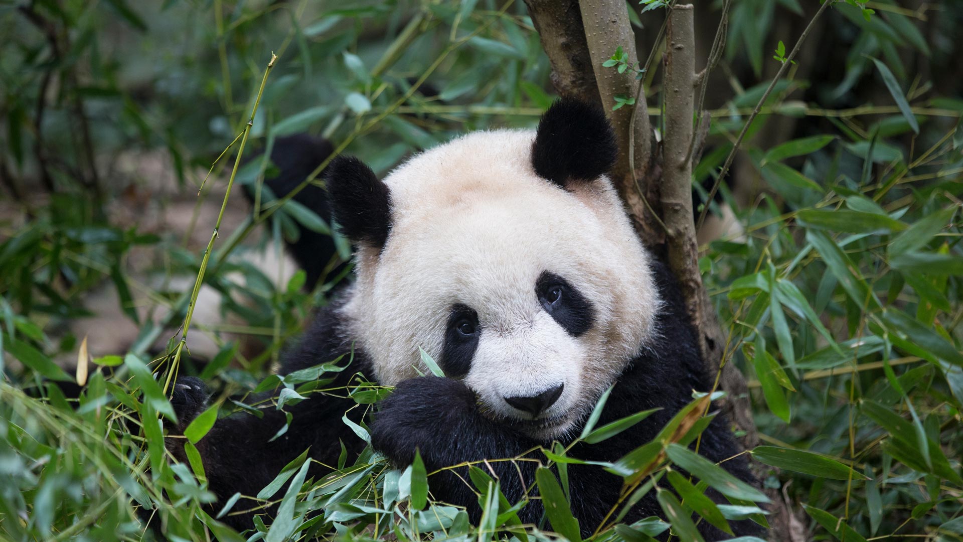 Bamboo Panda