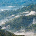 Bwindi National Forest