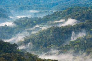 Bwindi National Forest