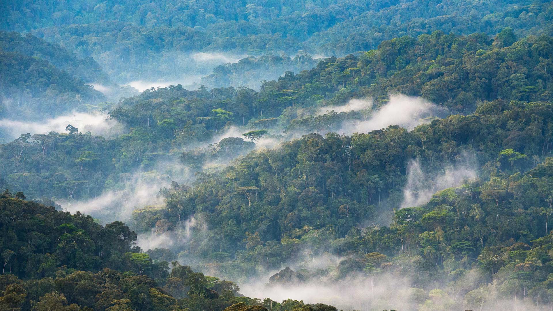 Bwindi National Forest