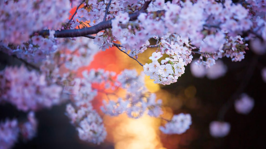 Cherry Blossom2024