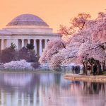 Cherry Blossoms DC
