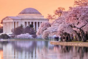 Cherry Blossoms DC