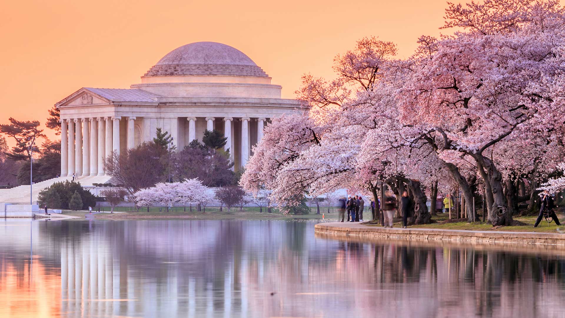 Cherry Blossoms DC