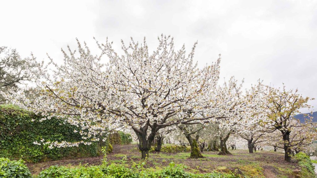 Floweing Berrys