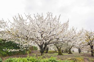 Floweing Berrys