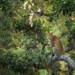 Kruger Leopard