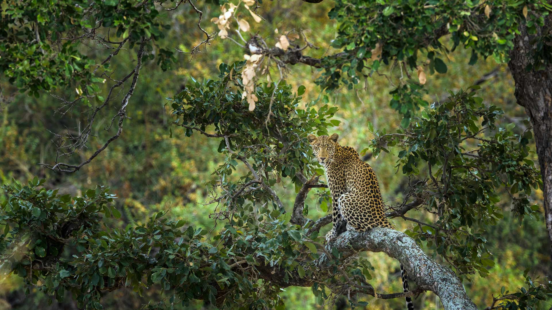 Kruger Leopard