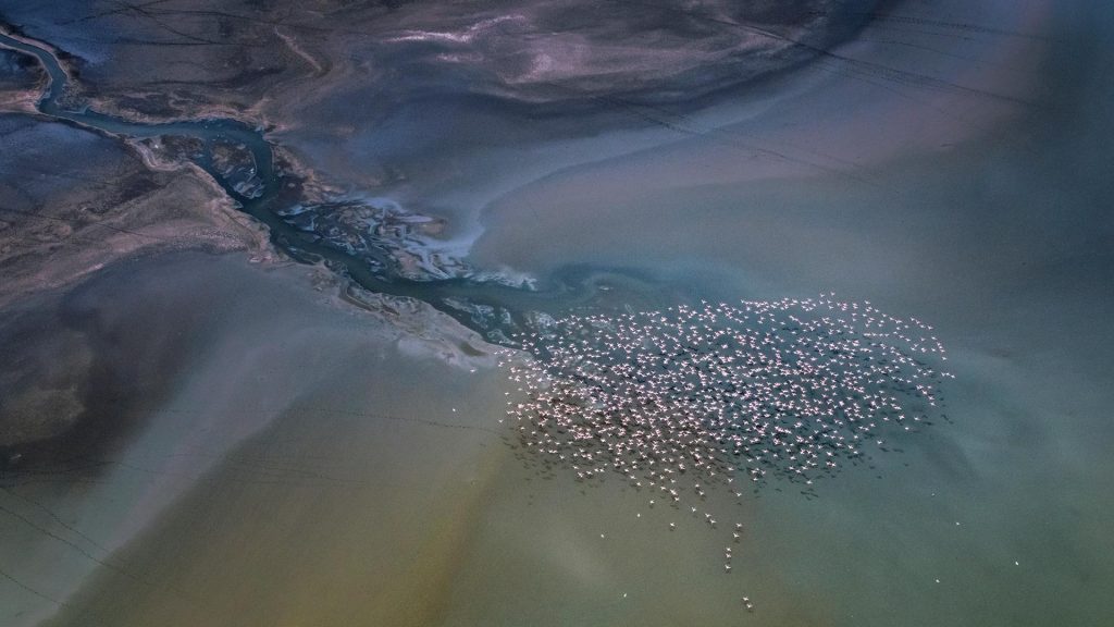 Magadi Flamingos