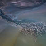 Magadi Flamingos