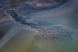 Magadi Flamingos