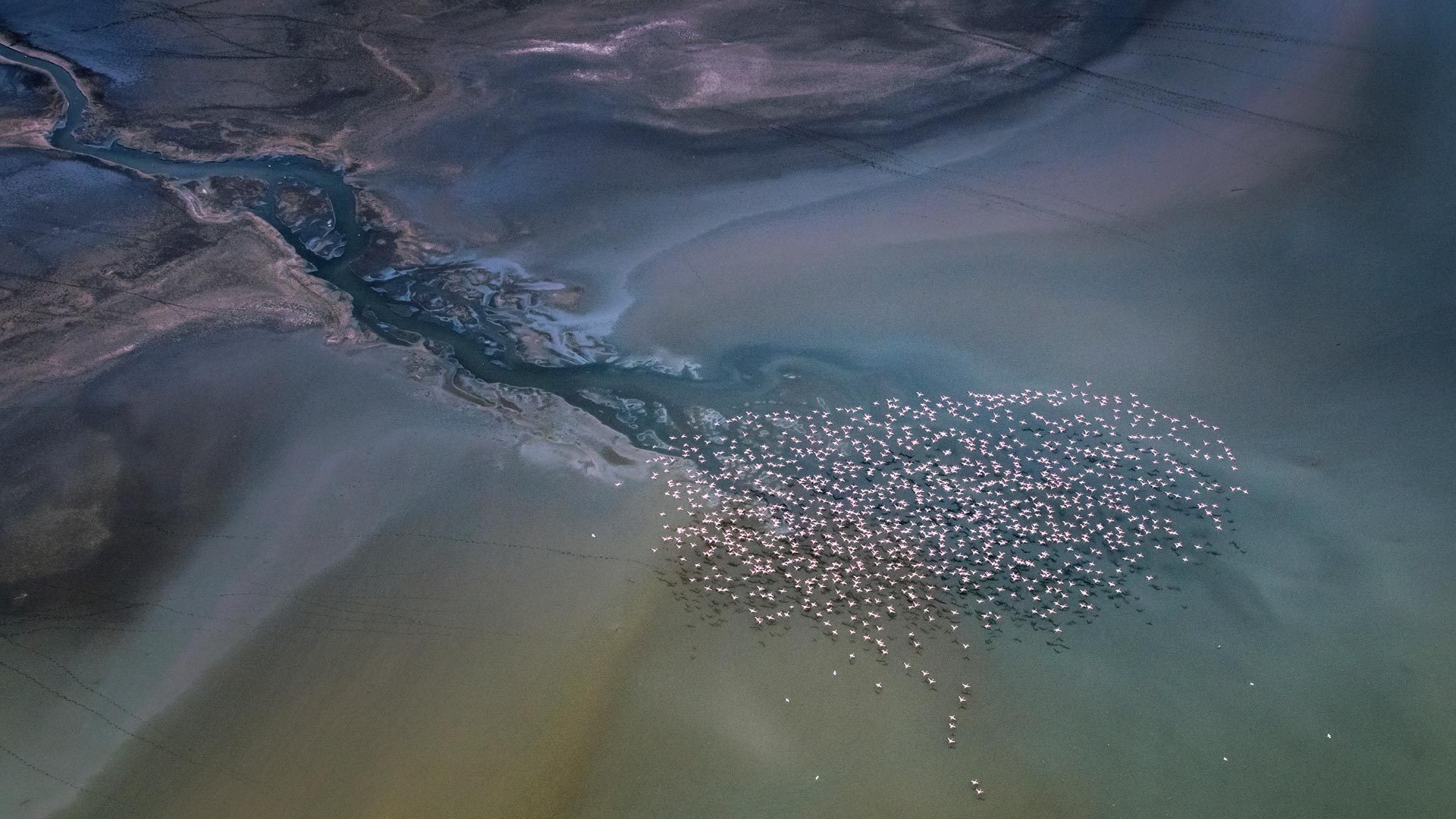 Magadi Flamingos